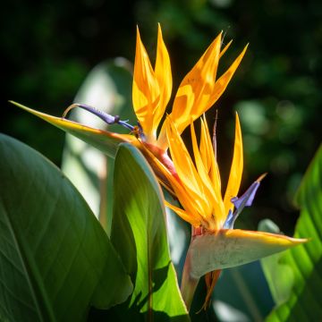 Strelitzia Reginae Mandelas Gold 