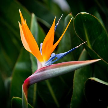 Strelitzia reginea (Oiseau du Paradis)