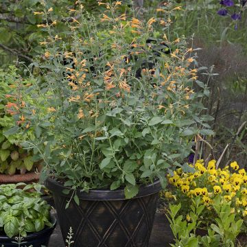 Graines d'Agastache aurantiaca Apricot Sprite - Agastache doré