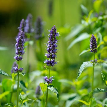 Graines d'Agastache rugosa Bleue BIO