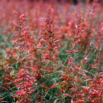 Graines d'Agastache aurantiaca Apricot Sprite - Agastache doré