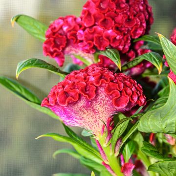 Graines d'Amarante Crête de Coq Red Velvet - Celosia argentea Cristata