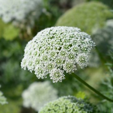 Graines d'Ammi visnaga Green Mist White