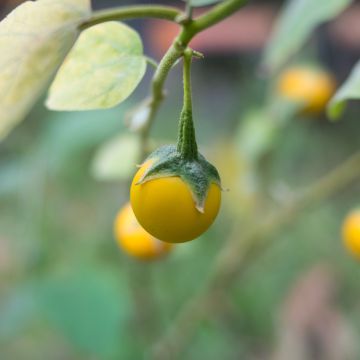 Graines d'Aubergine Thai Yellow Egg - Solanum melongena