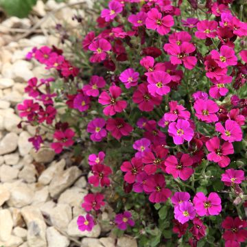 Aubriète Cascade en mélange - Aubrieta x cultorum