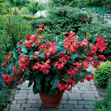 Graines de Bégonia tubéreux Non-Stop Orange F1 - Begonia x tuberhybrida