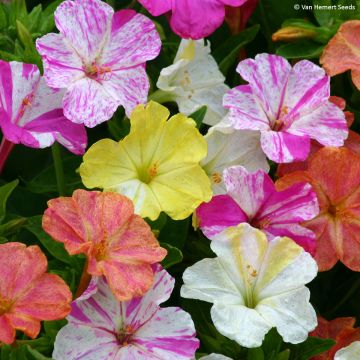 Graines de Mirabilis jalapa Marbles Mix - Belle-de-nuit en mélange