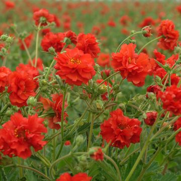 Graines de Benoîte Red Dragon - Geum chiloense