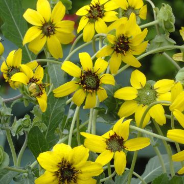 Graines de Berlandiera lyrata (Chocolate Daisy) - Goutte de chocolat