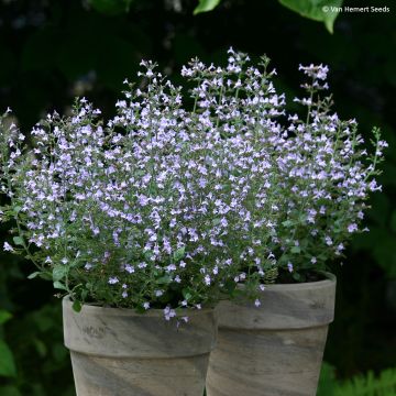 Graines de Calament Marvelette Blue - Calamintha nepeta