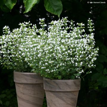 Graines de Calament Marvelette White - Calamintha nepeta