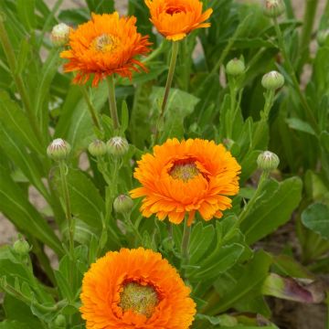 Graines de Calendula officinalis Ollioules Orange Greenheart  - Souci des Jardins