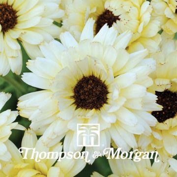 Graines de Calendula officinalis Snow Princess - Souci des jardins.