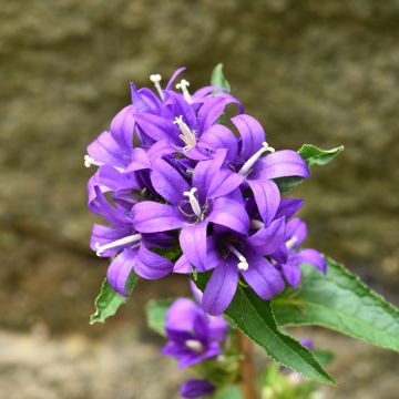 Campanule à grosses fleurs doubles - Campanula medium