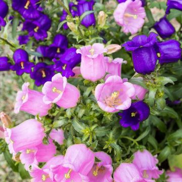 Campanule à grosses fleurs doubles - Campanula medium