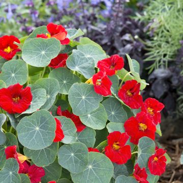 Graines de Capucine naine Baby Red - Tropaeolum minus