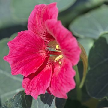 Graines de Capucine naine Baby Rose - Tropaeolum minus