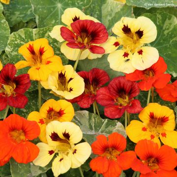 Graines de Capucine Cream Troika -Tropaeolum majus.