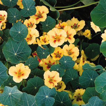 Graines de Capucine naine Peach Melba - Tropaeolum majus