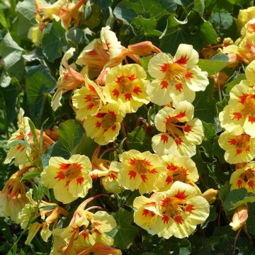 Graines de Capucine naine Peach Melba - Tropaeolum majus