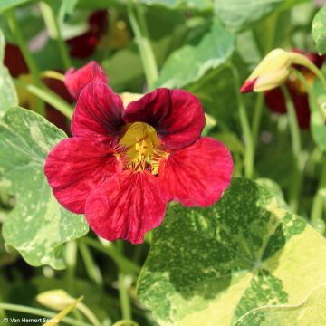 Graines de Capucine naine Red Troika - Tropaeolum 