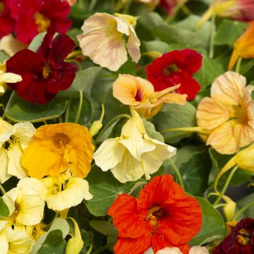 Graines de Capucine Tip-Top Apricot - Tropaeolum majus