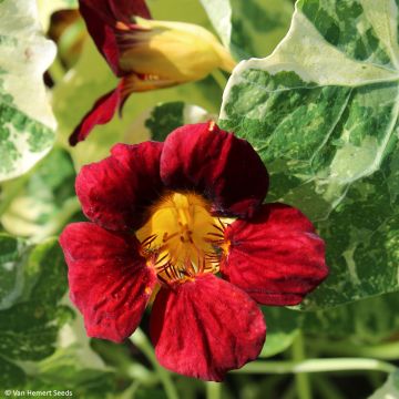 Graines de Capucine Cream Troika -Tropaeolum majus.