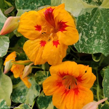 Graines de Capucine Cream Troika -Tropaeolum majus.