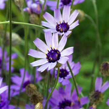 Catananche caerulea Amor Blue/White - Cupidone