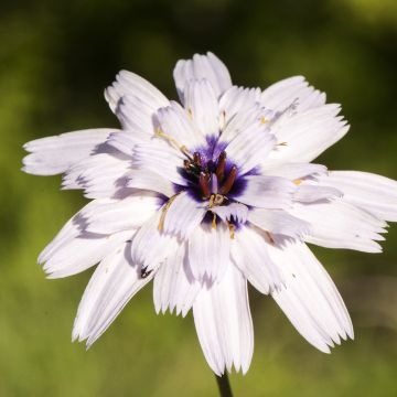 Graines de Catananche caerulea Bicolor - Cupidone blanche double