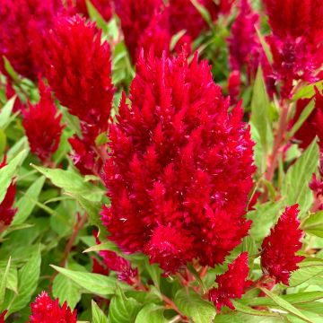 Graines de Célosie en épi plumeux Arrabona - Celosia argentea var. plumosa