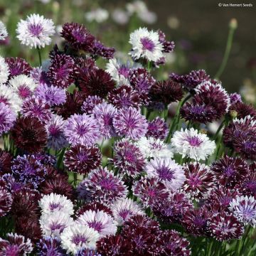 Graines de Centaurée bleuet Classic Magic  - Centaurea cyanus