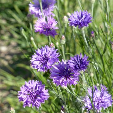 Graines de Centaurée bleuet Lady Mauve - Centaurea cyanus