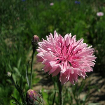 Graines de Centaurée bleuet Pinkie - Centaurea cyanus