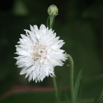 Graines de Centaurée bleuet Snowman - Centaurea cyanus