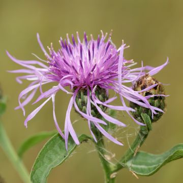 Graines de Centaurée scabieuse - Centaurea scabiosa