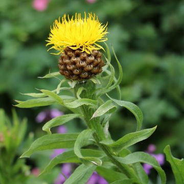 Graines de Centaurée scabieuse - Centaurea scabiosa