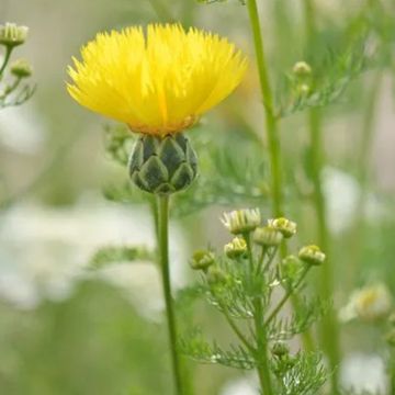 Graines de Centaurée musquée Suaveolens Jaune - Centaurea moschata