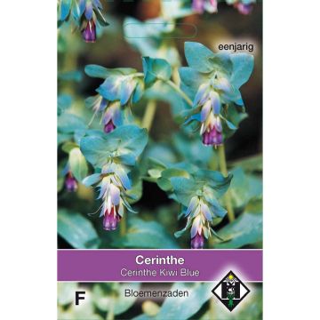 Graines de Cerinthe major Purpurascens Kiwi Blue