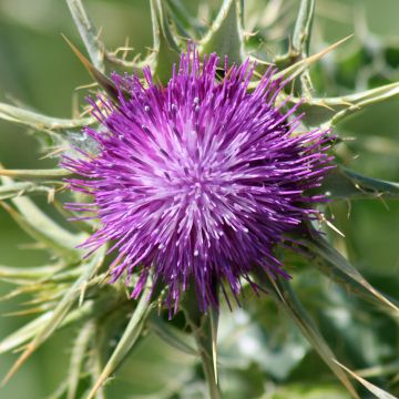 Graines de Berkheya purpurea - Chardon sud-africain pourpre