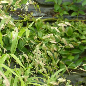 Panicum Virgatum 