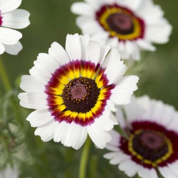 Graines de Chrysanthème à carène Cockade - Chrysanthemum carinatum