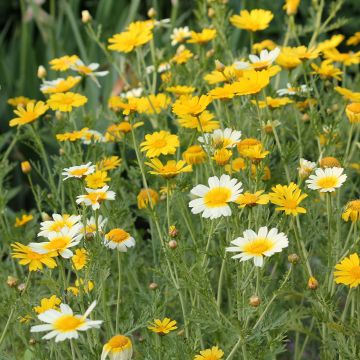 Chrysanthemum Polar Star 