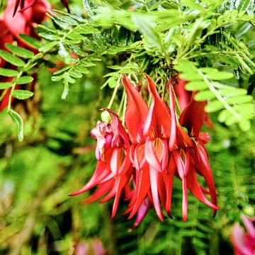 Graines de Clianthus puniceus