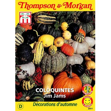 Graines de Coloquintes Jim Jams - Cucurbita pepo Jim Jams