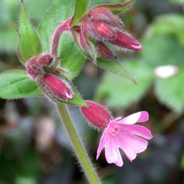 Graines de Compagnon rouge et blanc - Silene dioica, Silene latifolia Alba