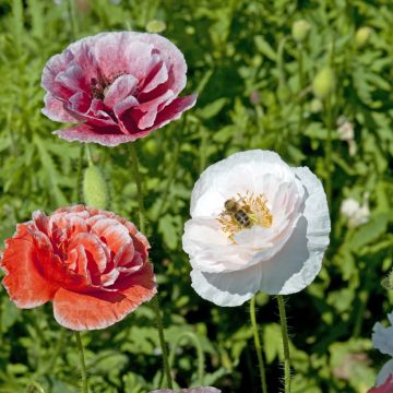 Graines de coquelicot Parelmoer - Papaver Rhoeas
