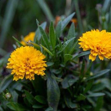 Graines de Coreopsis Early Sunrise