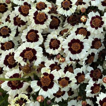 Graines de Coréopsis élégant Roulette - Coreopsis tinctoria Roulette