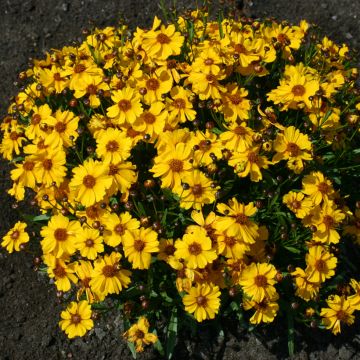 Graines de Coréopsis élégant Roulette - Coreopsis tinctoria Roulette